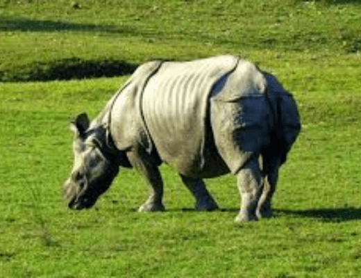One horned rhino of Kaziranga Assam